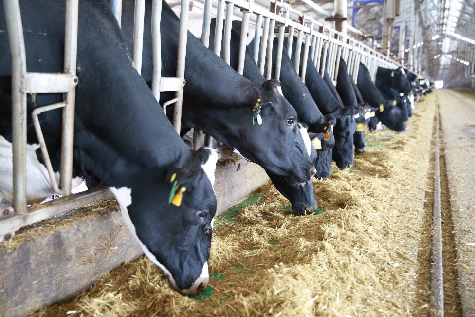 D:太陽城APP
相关视频\相关照片整理享用美味TMR饲料的奶牛.JPG