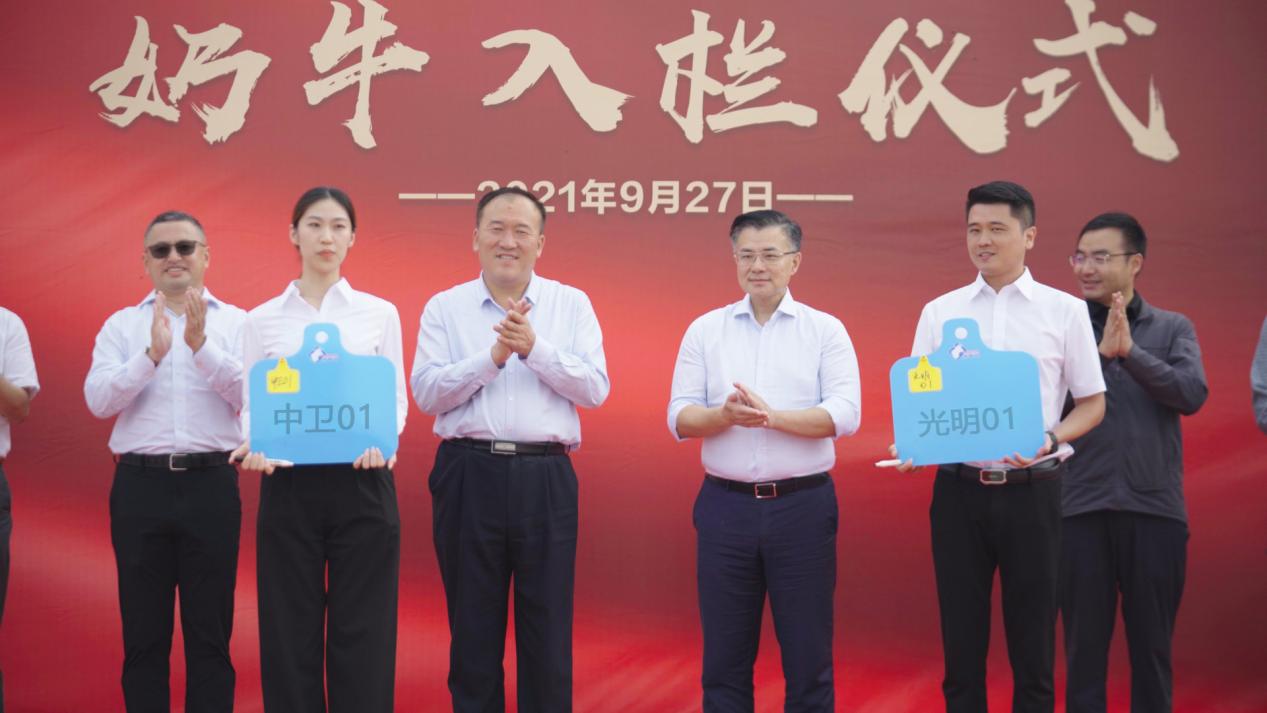 濮韶华和马自忠为中卫牧场进口奶牛换上新的中国耳标(身份证)